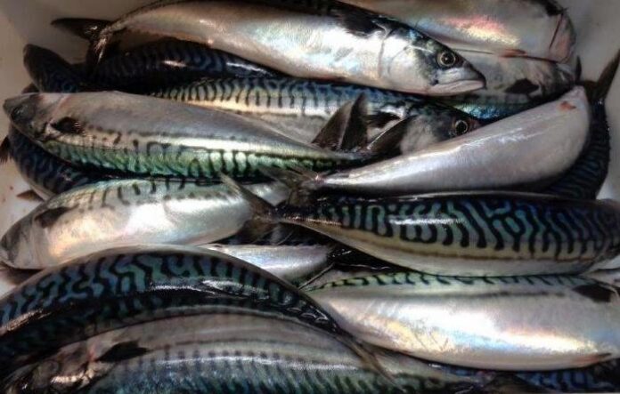 Moroccan mackerel shipment