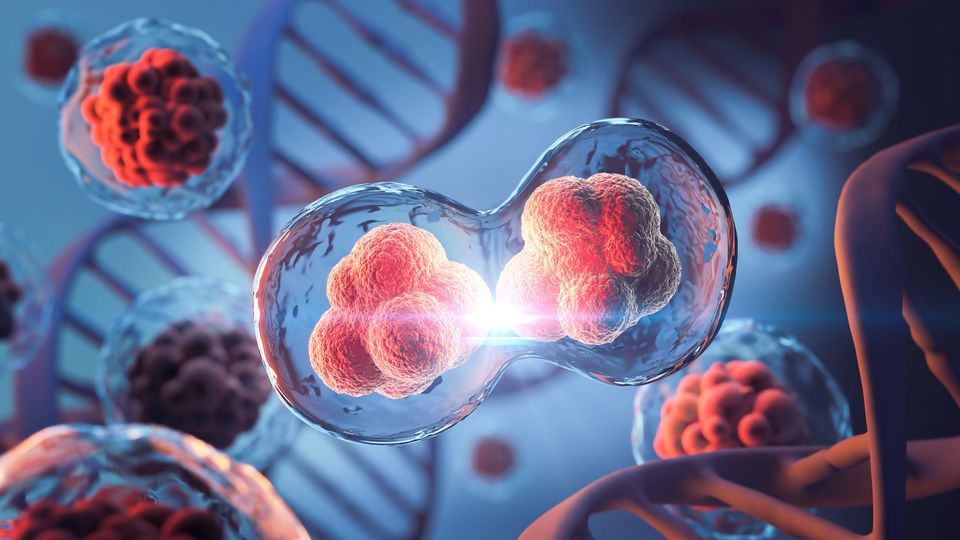 A rare immune disease killed 36 of 54 patients studied in Morocco over 26 years, with only eight receiving a stem-cell transplant. A rare immune disease killed 36 of 54 patients studied in Morocco over 26 years, with only eight receiving a stem-cell transplant.