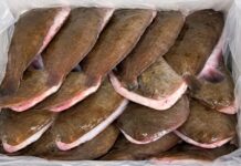 Russia Blocks Moroccan Fish Exporter After Arsenic Found Again Moroccan fish exporter arsenic